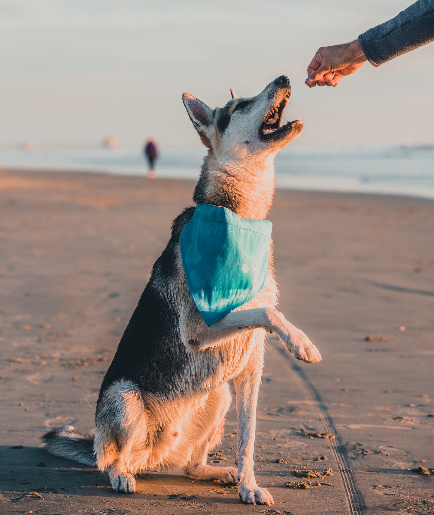 Dog Bandana