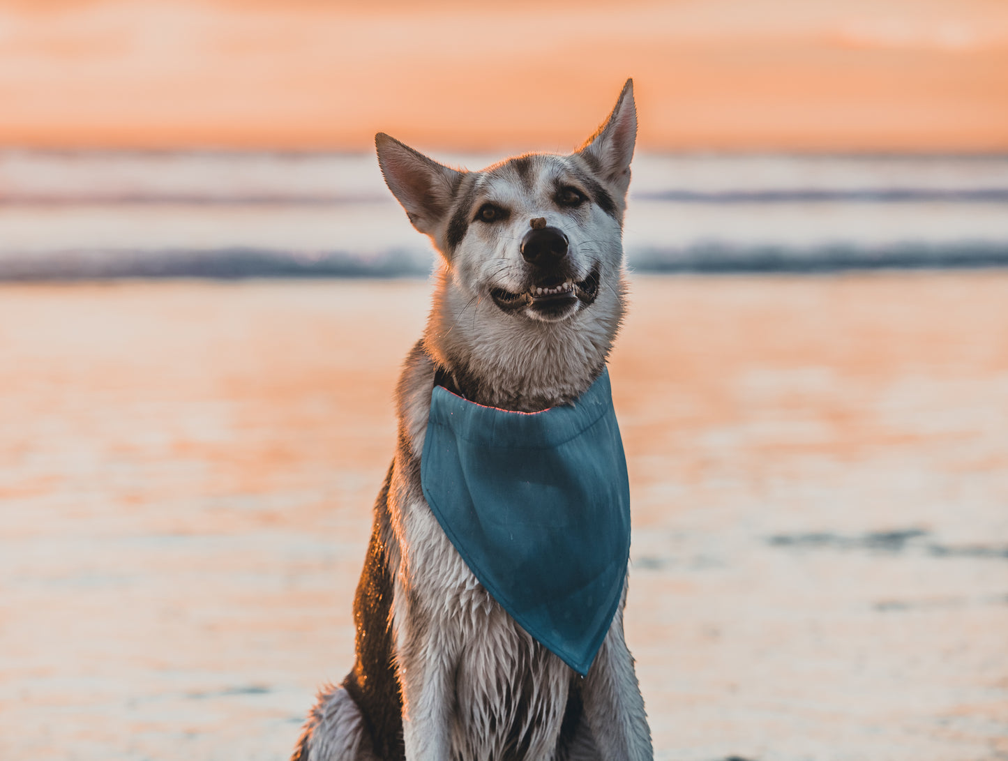 Dog Bandana