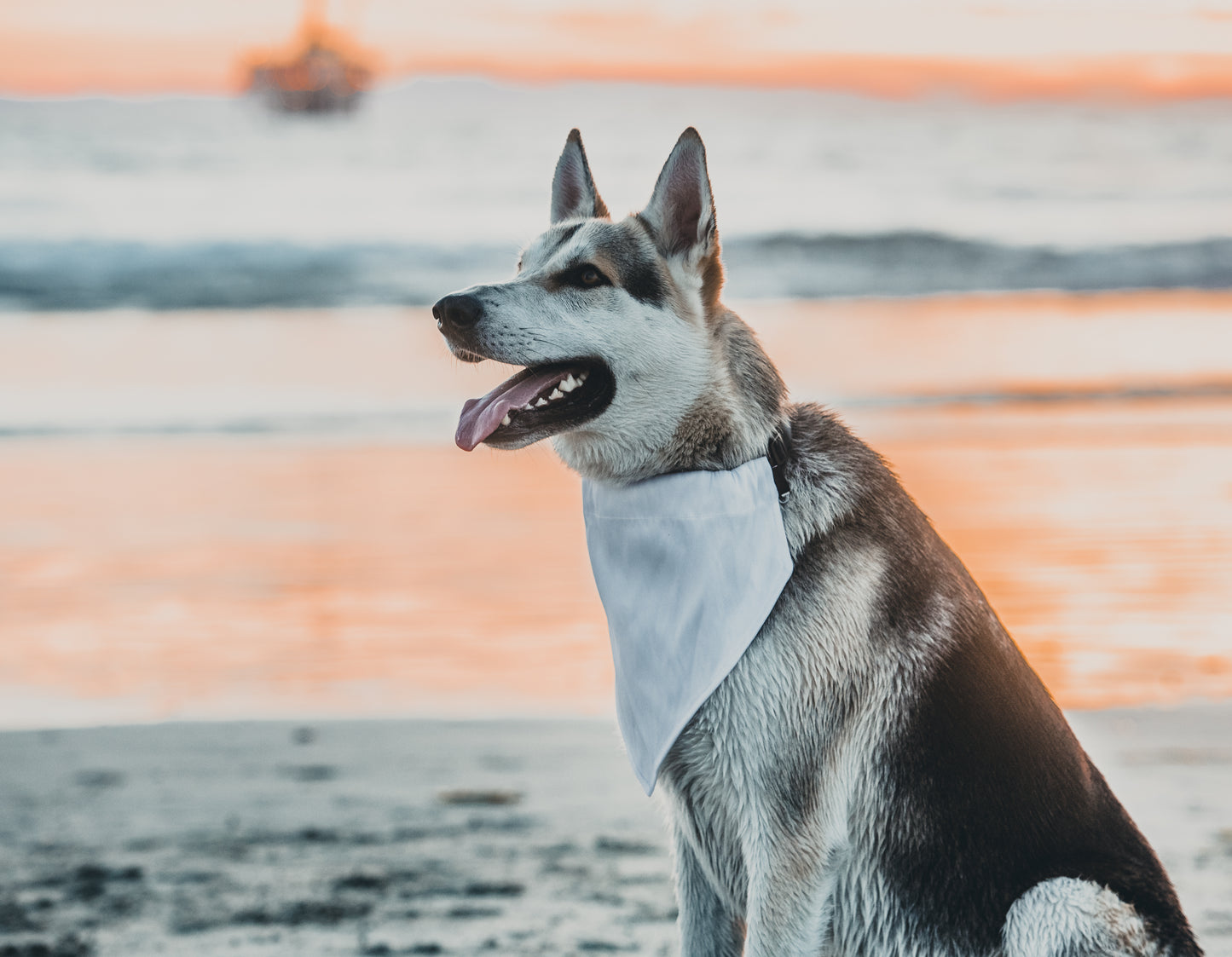 Dog Bandana