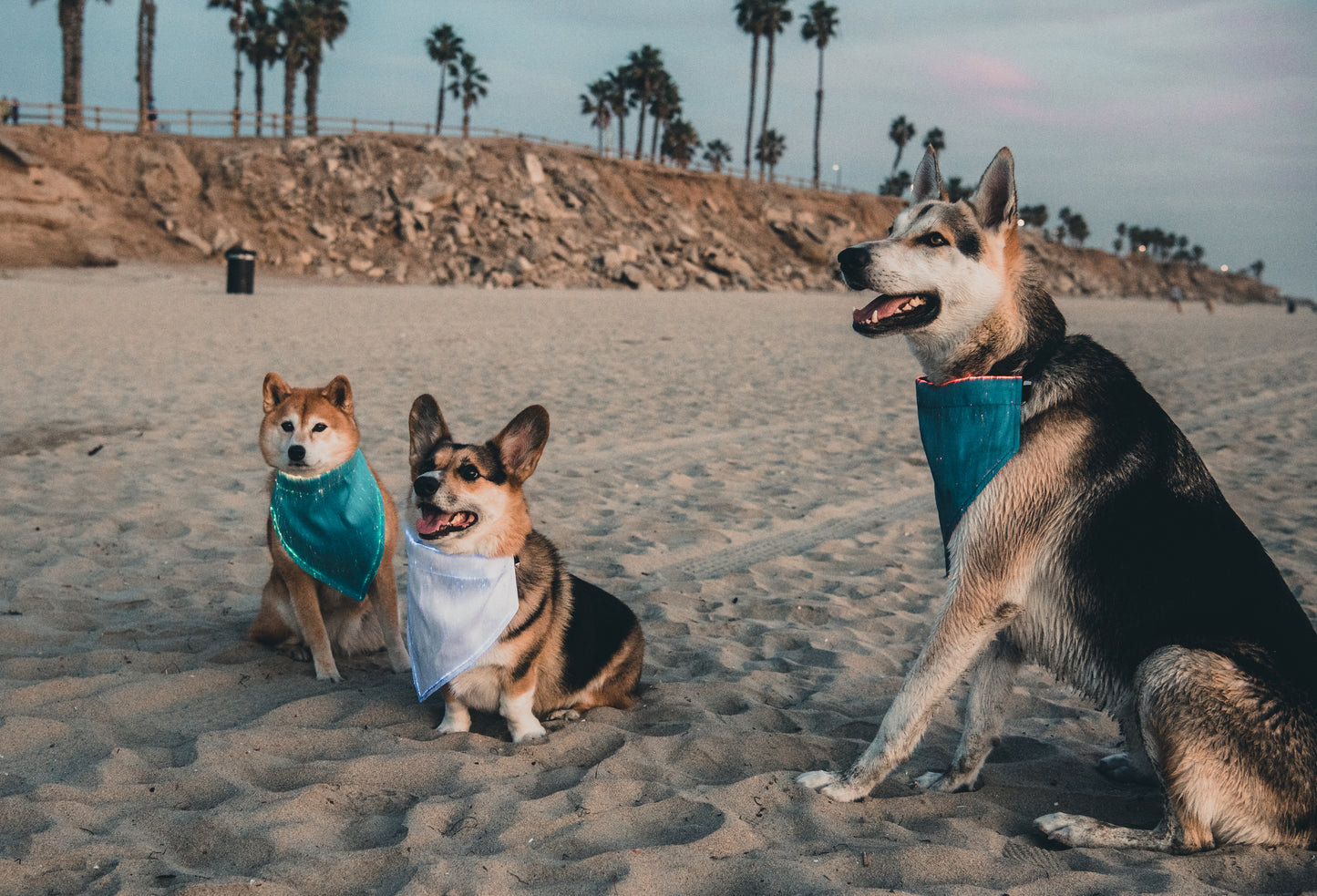Dog Bandana