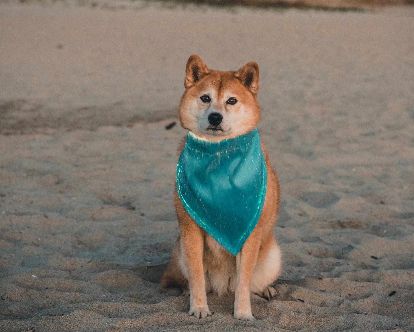 Dog Bandana