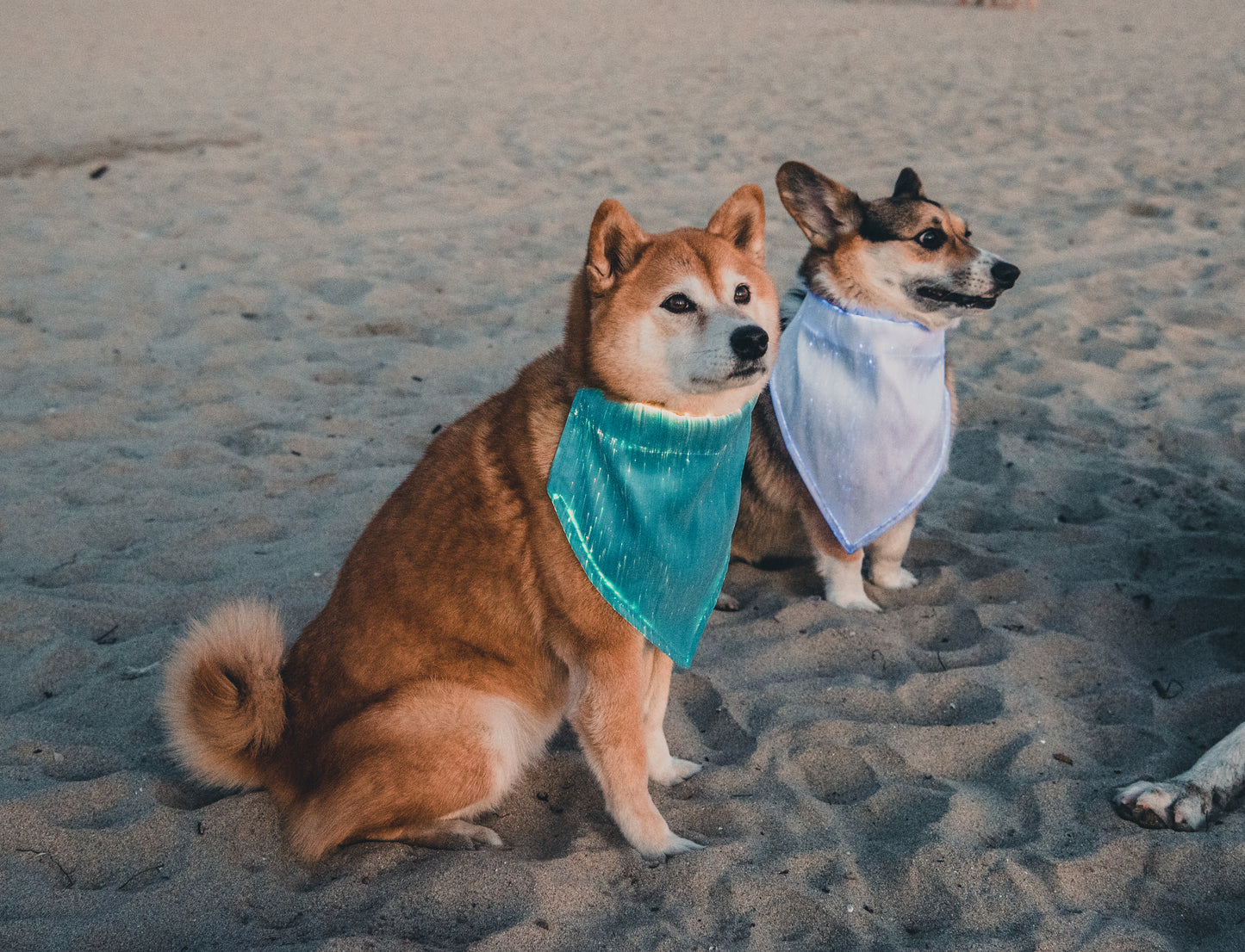 Dog Bandana