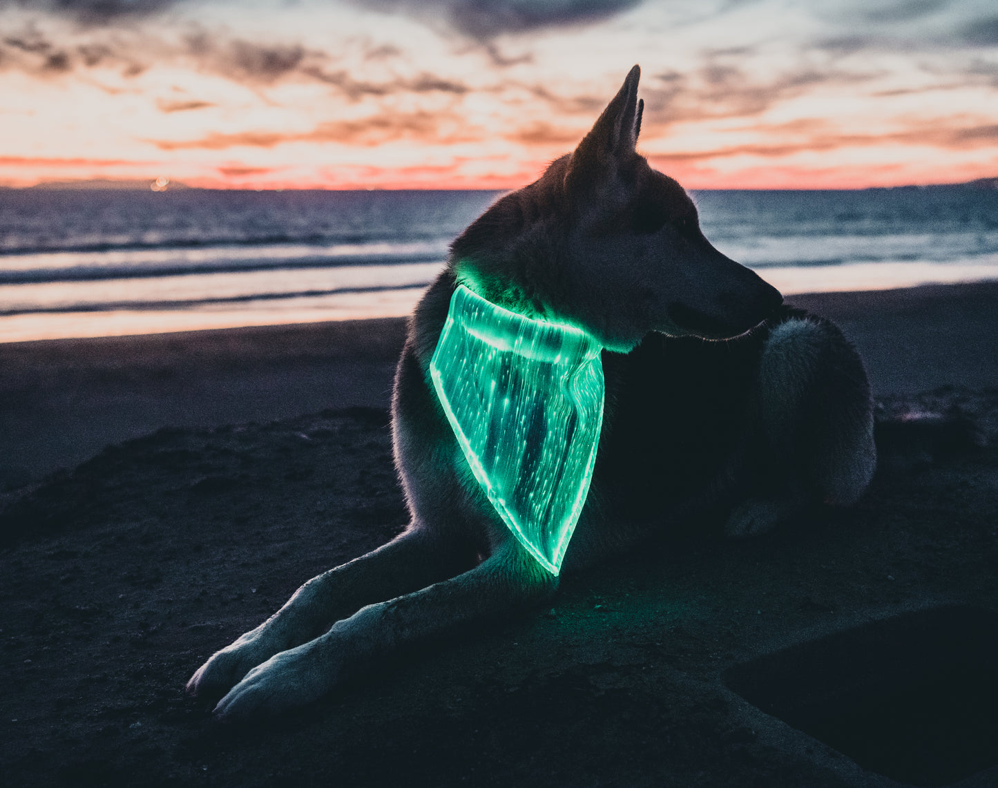 Dog Bandana