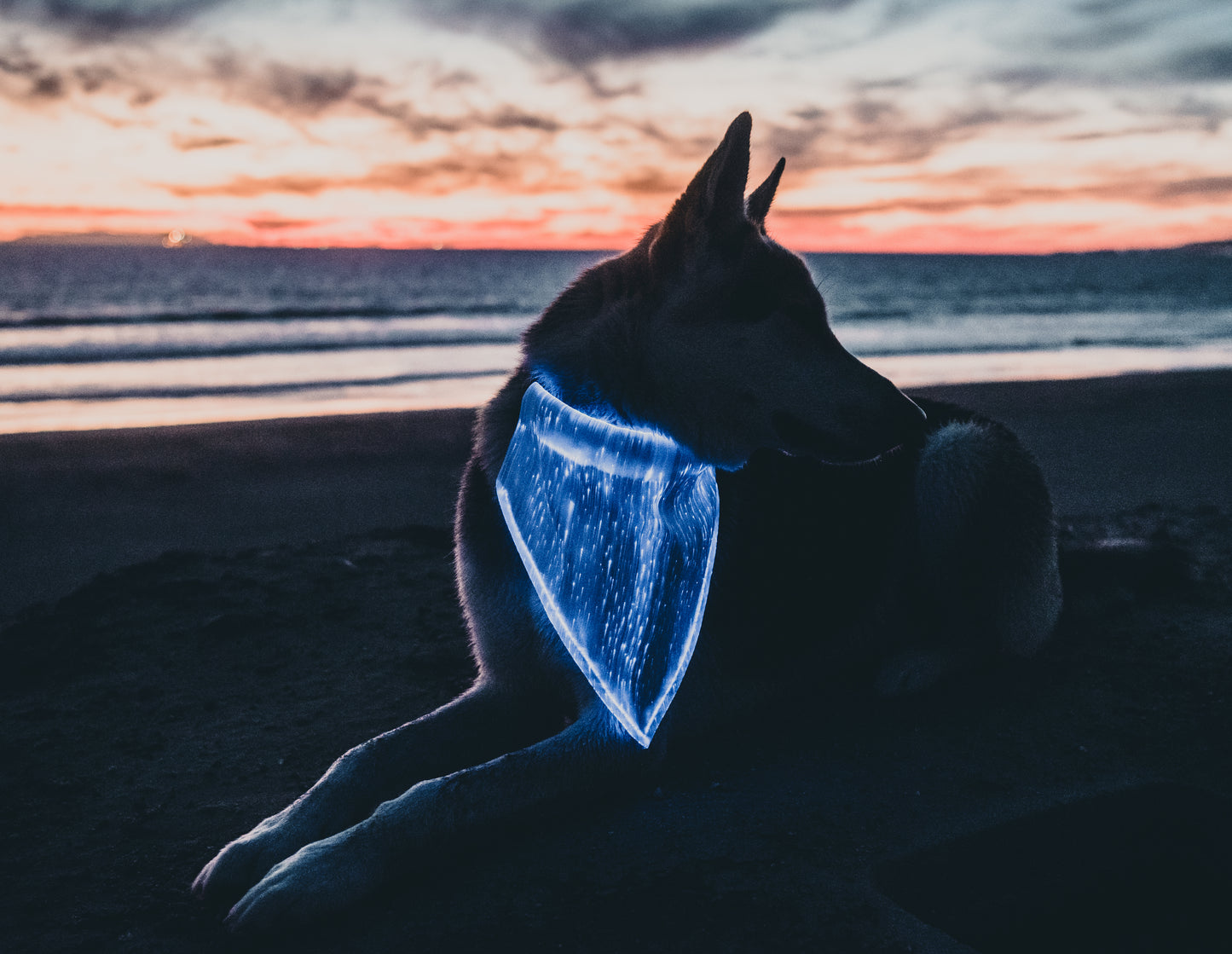 Dog Bandana