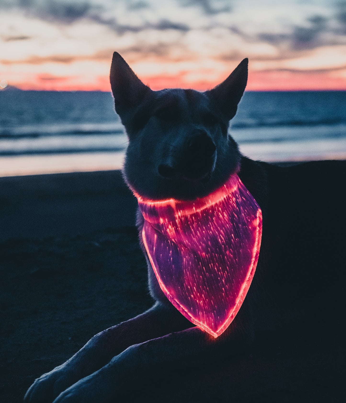 Dog Bandana