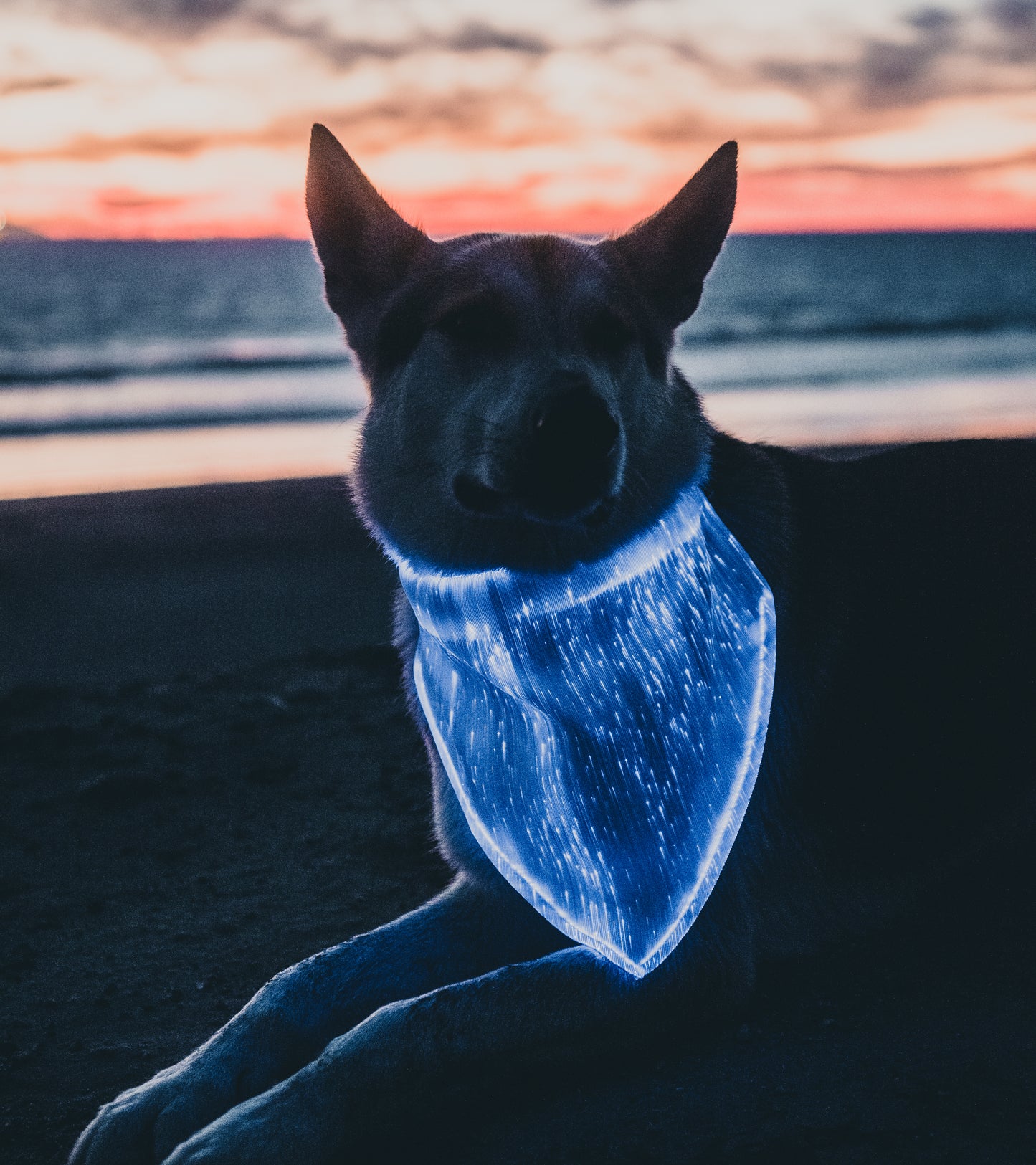 Dog Bandana