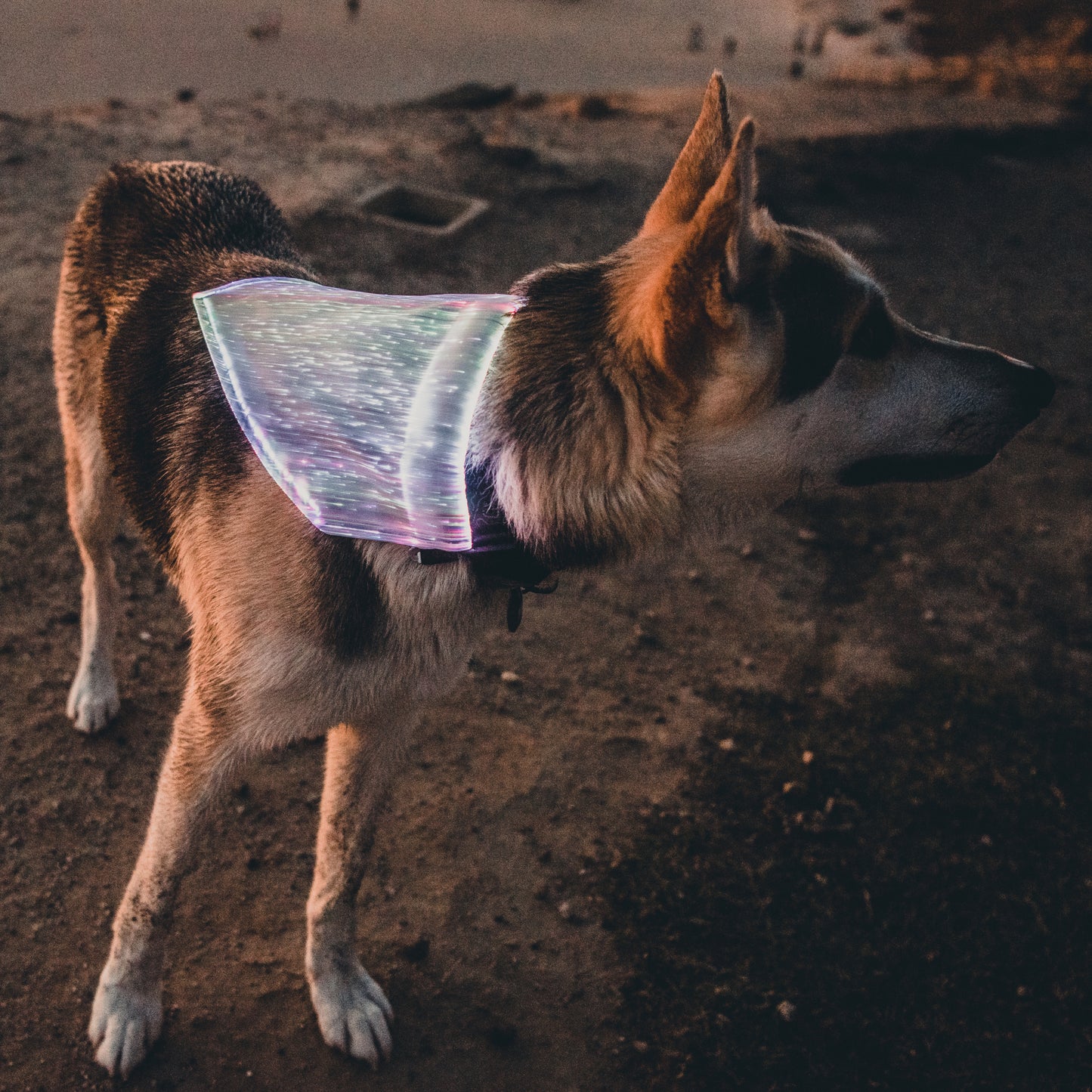 Dog Bandana