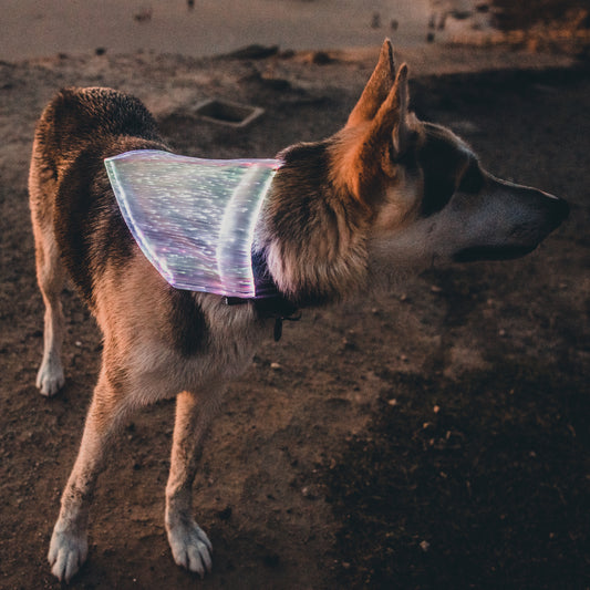 Dog Bandana